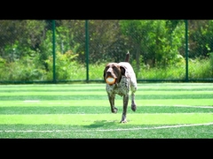 Naranja vocal para perros